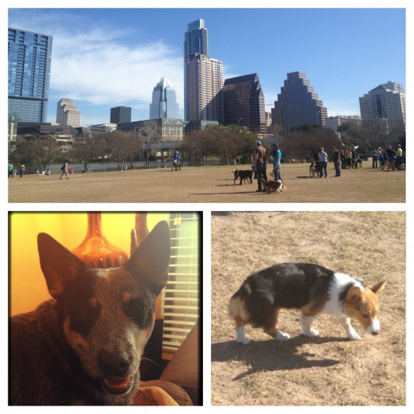 Austin skyline as seen from dog park; THAT corgi puppy named Paisley; Skydog.