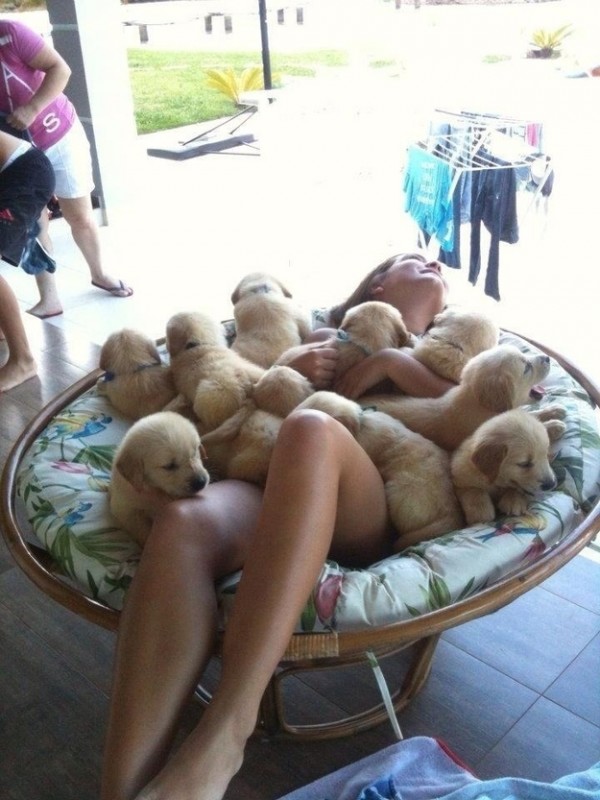 PILE of PUPPIES