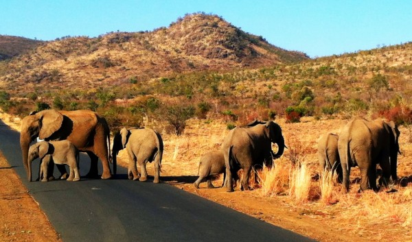 so.many.ELEPHANTS