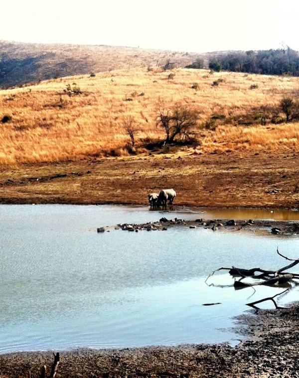 rhinos from afar. this is when a decent camera would've been nice