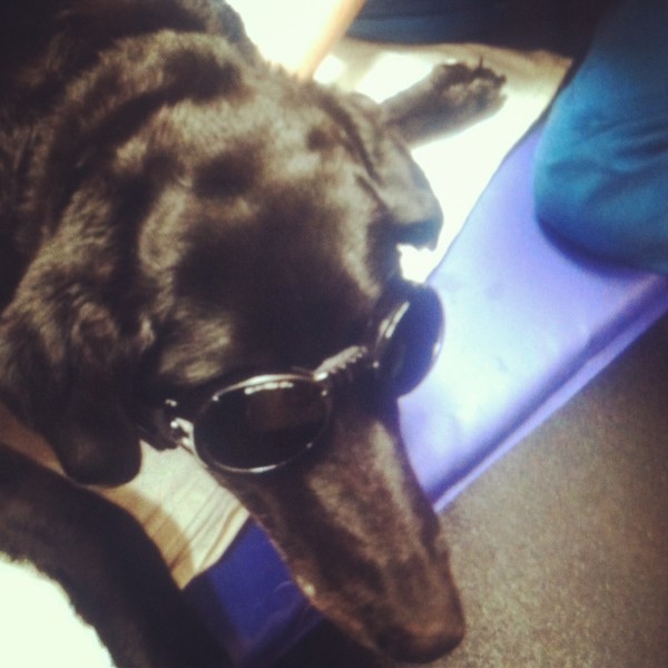 Missy participated in some alternative therapeutic methods in the last few months - this was when she got laser treatment for her joints. She also participated in acupuncture and water aerobics.