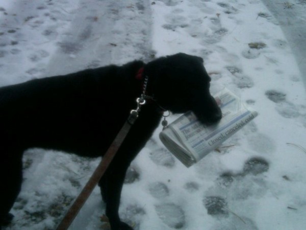 she got the paper every morning for most of her life, starting when she was a teeny tiny puppy and the paper was bigger than she was