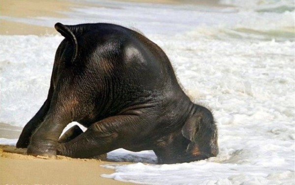 elephant face plant